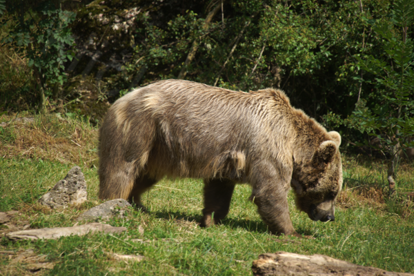 Tiere im Natur Tierpark Goldau