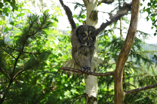 Tiere im Natur Tierpark Goldau