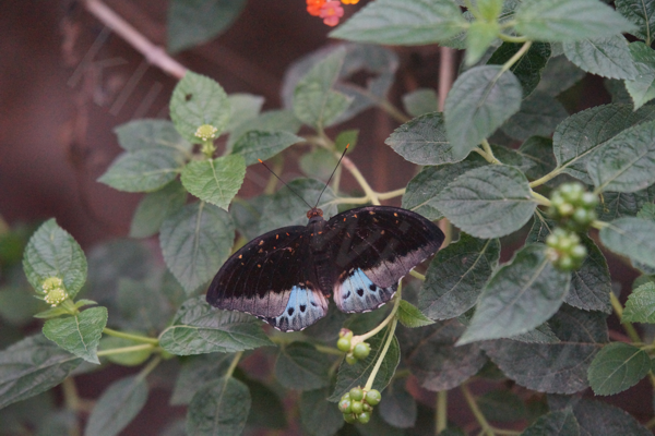 Schmetterlinge im Papillorama
