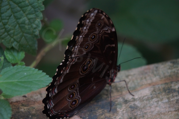 Schmetterlinge im Papillorama